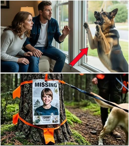 German Shepherd Araw-araw Kumakatok sa Bintana—Ang Natuklasan sa Likod-Bahay ay Nagpabago sa Lahat