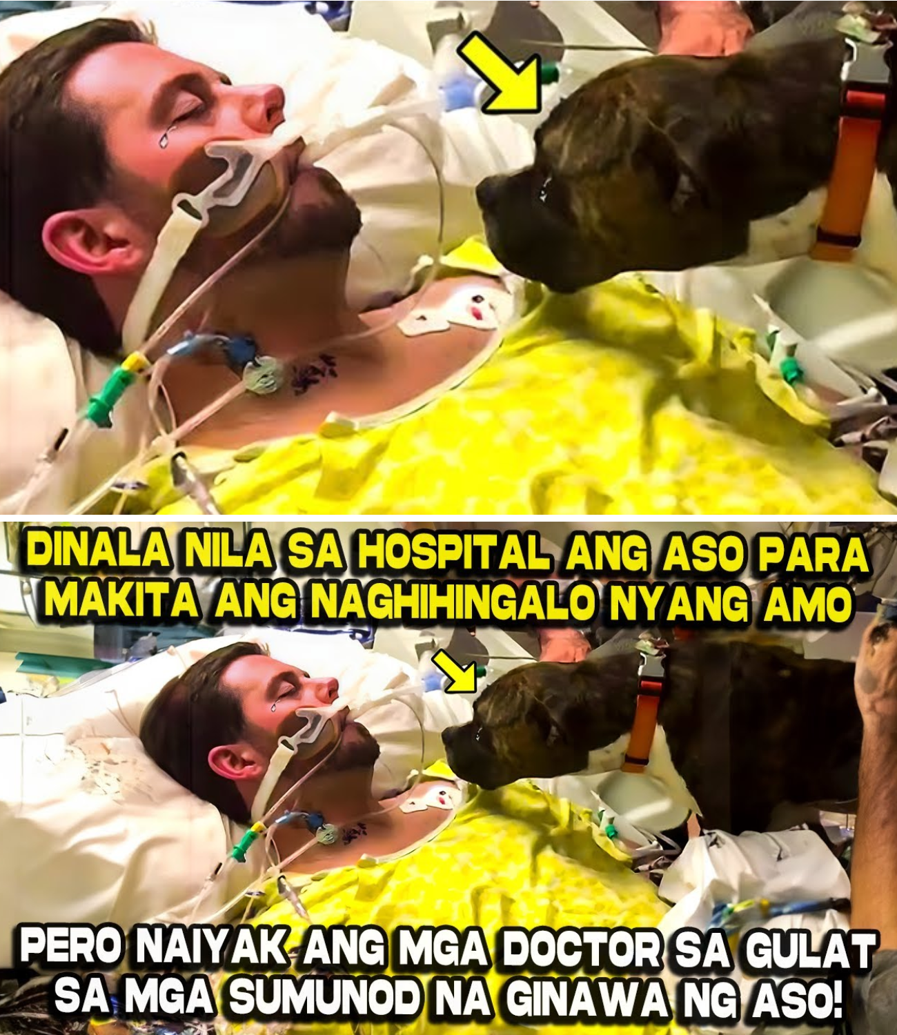 Ang Huling Bantay: Ang Aso na Nakarinig sa Tibok ng Puso ng Kamatayan